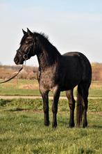 Unieke Zwart Roan e-pony, Dieren en Toebehoren, Pony's, B, Dressuurpony, 3 tot 6 jaar, Merrie