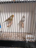 Koppel kanaries, Dieren en Toebehoren, Vogels | Kanaries, Meerdere dieren, Kleurkanarie