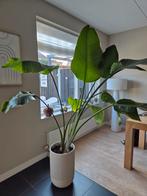 Strelitzia nicolai, Ophalen of Verzenden, Halfschaduw, 200 cm of meer