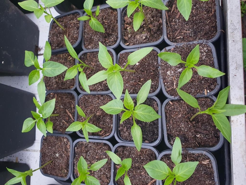 Paprika en Jalapeño Peper Plantjes - Vers uit Eigen Kweek, Ophalen, Volle zon, Groenteplanten, Eenjarig