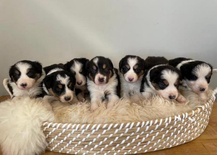 Prachtige lieve Border Collie x Australian Shepherd pups, Dieren en Toebehoren, Honden | Jack Russells en Terriërs, Meerdere dieren