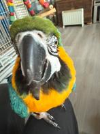 Ara vrouwtje apie, Dieren en Toebehoren, Vrouwelijk, Papegaai, Tam