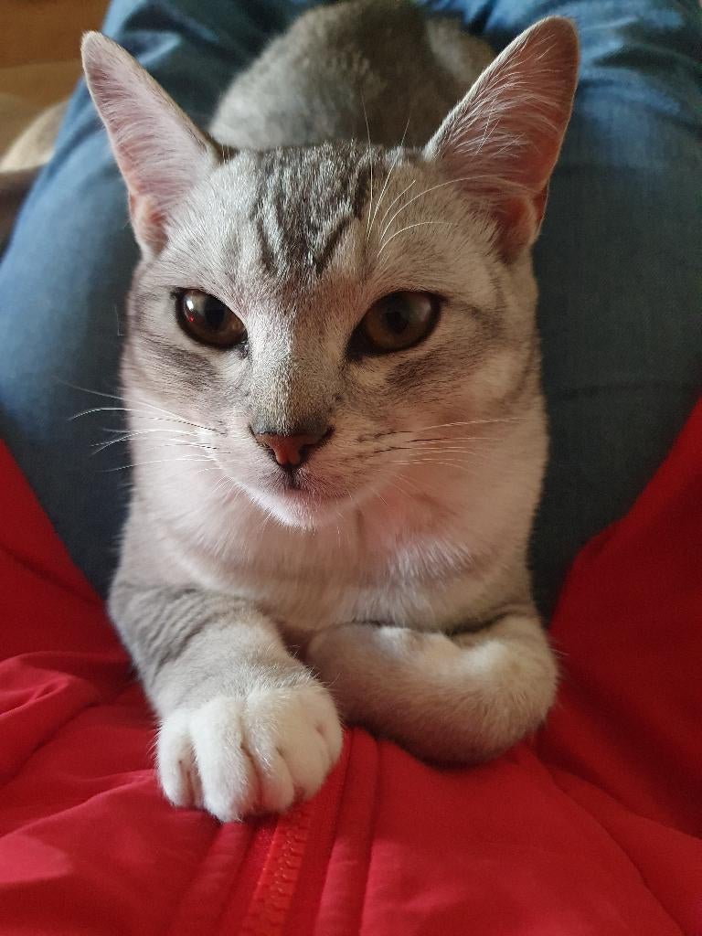 Burmilla kruising, Kater, Gechipt, 0 tot 2 jaar