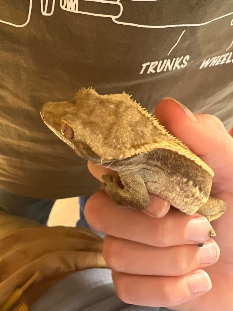 Wimpergekko man (wallie), Dieren en Toebehoren, Hagedis, 0 tot 2 jaar