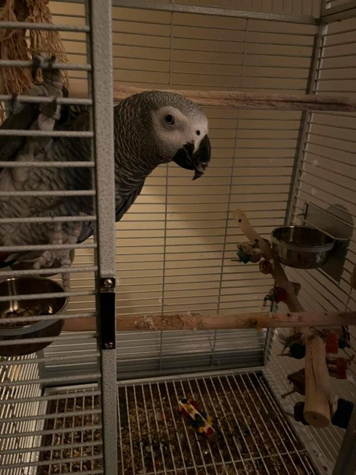 Grijze roodstaart, Dieren en Toebehoren, Vogels | Parkieten en Papegaaien, Papegaai, Mannelijk, Tam