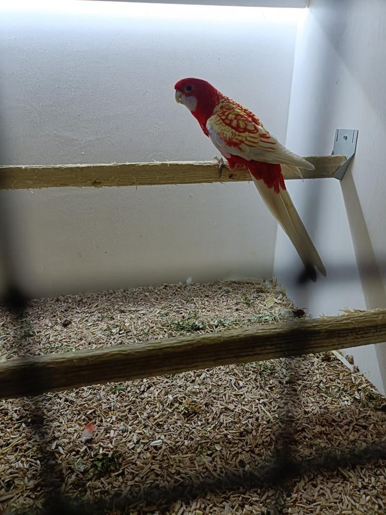 Rosella's, Dieren en Toebehoren, Meerdere dieren, Parkiet