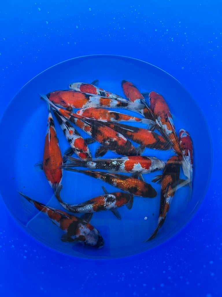Japan Koi, Vijvervissen, Vijverbenodigheiden, Dieren en Toebehoren, Vissen | Vijvervissen, Karper of Koi