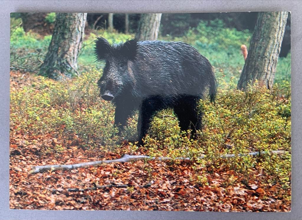Wild Zwijn Hoge Veluwe, Ophalen of Verzenden, 1980 tot heden, Ongelopen, Gelderland