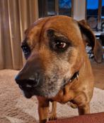 Lief baasje gezocht voor Rhodesian Ridgeback, Dieren en Toebehoren, 6 jaar of ouder, Overige rassen, Teef, Eén hond