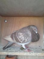 Sierduiven, Dieren en Toebehoren, Vogels | Duiven, Vrouwelijk