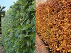 beukenhaag haagbeuk groene rode beuken fagus sylvatica, Ophalen, Beukenhaag, Haag, 100 tot 250 cm