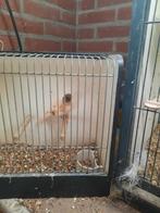 Harlekijn, Mannelijk, Tam