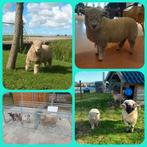 Gezocht: Ryeland schaap ooi, liefst fleslam, Dieren en Toebehoren