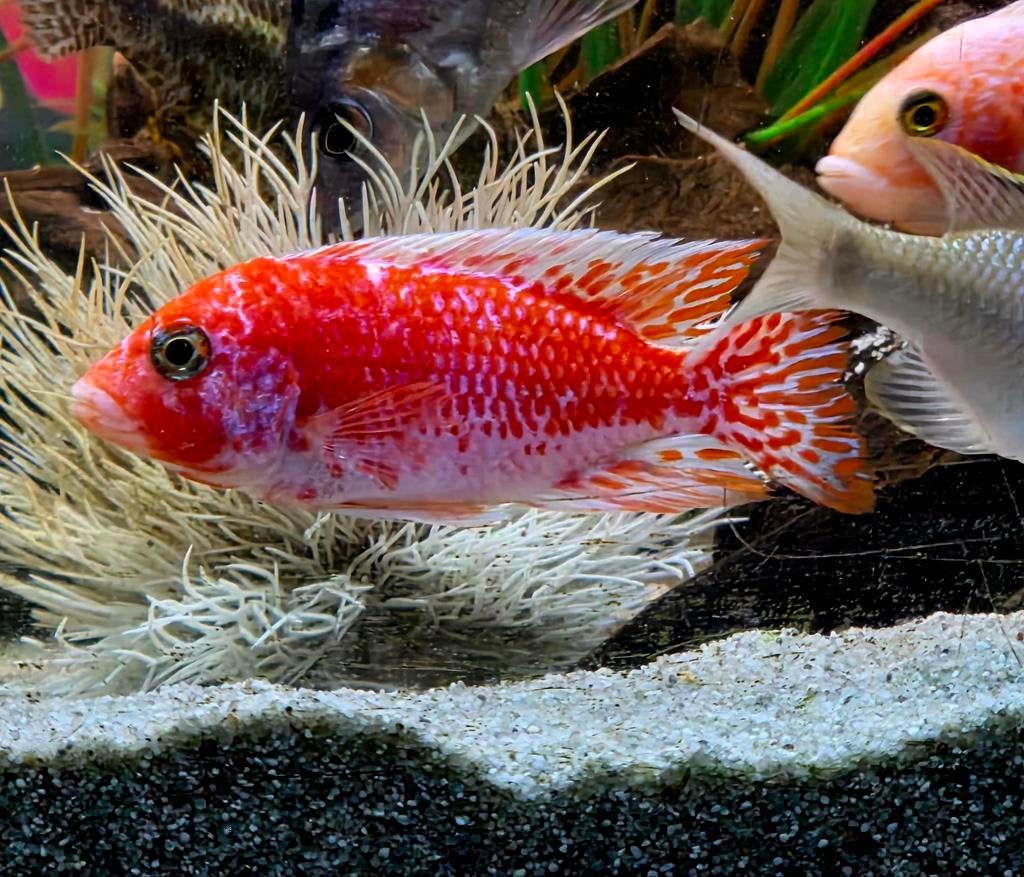 Malawi cichliden veelal f1 (8-20) cm mooi op kleur., Dieren en Toebehoren, Vissen | Aquariumvissen, Vis, Zoetwatervis, Schoolvis