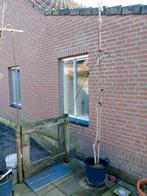 Walnotenboom, Overige soorten, 250 tot 400 cm, Ophalen, Volle zon