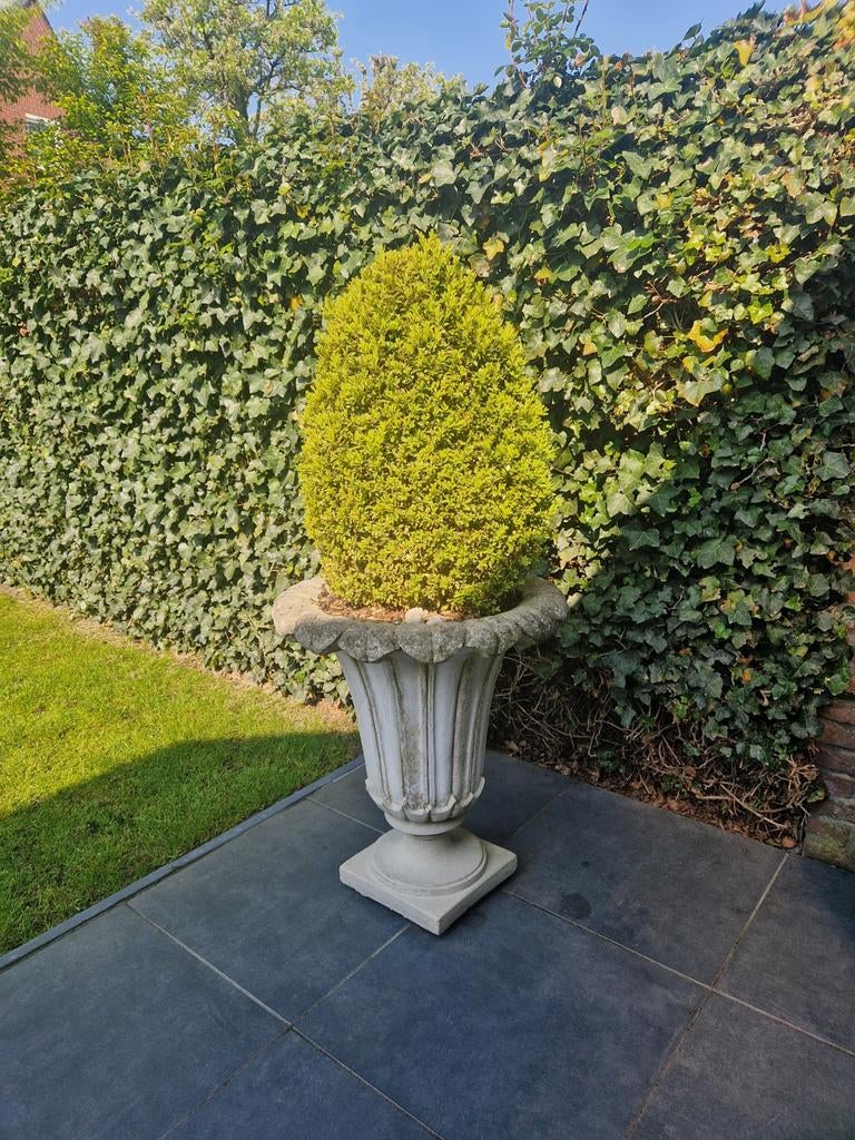 Betonnen plantenvaas met buxus boompje, Ophalen, Gebruikt, 100 cm of meer, Balkon