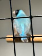 gouldamadine zwartkop witborst blauw, Dieren en Toebehoren, Vogels | Overige Vogels, Meerdere dieren