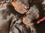 Cockapoo pups f1 Black&tan en zwart, geboren 22 februari., 8 tot 15 weken, Parvo, Meerdere, Meerdere dieren