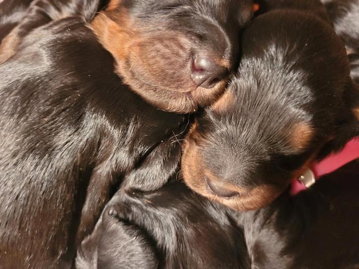 Cockapoo pups f1 Black&tan en zwart, geboren 22 februari., Dieren en Toebehoren, Honden | Niet-rashonden, Klein, Meerdere dieren
