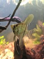 Maanvissen koppel jong, Dieren en Toebehoren, Vis