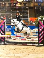 Lieve en knappe D- pony, schimmel ruin, Dieren en Toebehoren, Pony's, Ruin, 3 tot 6 jaar