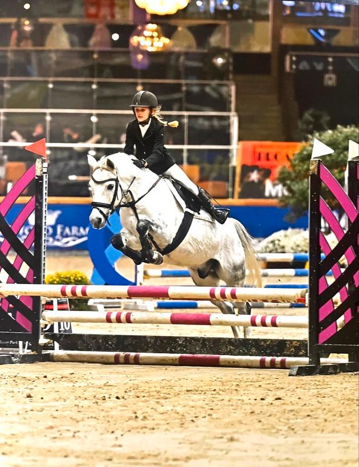 Lieve en knappe D- pony, schimmel ruin, Dieren en Toebehoren, Pony's, Ruin, 3 tot 6 jaar