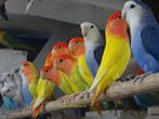 jonge agapornis roseicolli    groen, Meerdere dieren, Dwergpapegaai of Agapornis, Tam