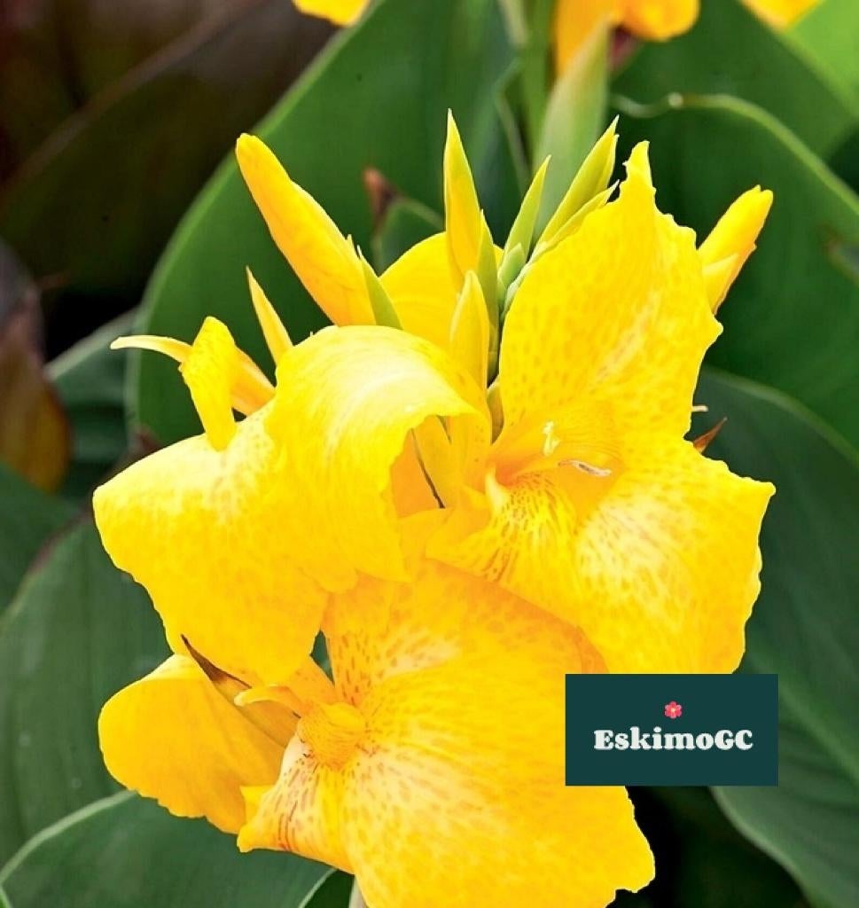 Canna's divers, Tuin en Terras, Planten | Tuinplanten, Volle zon, Vaste plant, Zomer, Ophalen