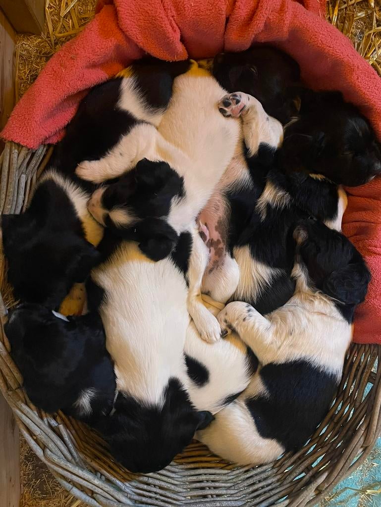Friese stabij pups, Dieren en Toebehoren, Parvo, 8 tot 15 weken, Meerdere, Meerdere dieren