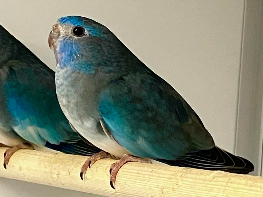 Splendid witborstpop , augustus ‘25, Dieren en Toebehoren, Vrouwelijk, Parkiet