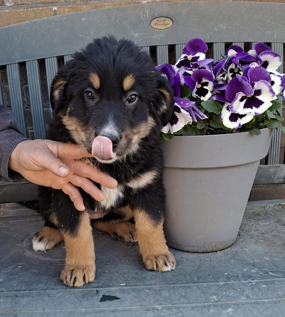 Te koop mooie kruising Berner Sennen pups., Dieren en Toebehoren, Honden | Niet-rashonden, Nederland, Parvo, 8 tot 15 weken, Meerdere