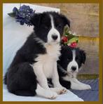 Prachtige raszuivere Bordercollie pups, Border Collie pups, Reu, Collie, Meerdere, Nederland