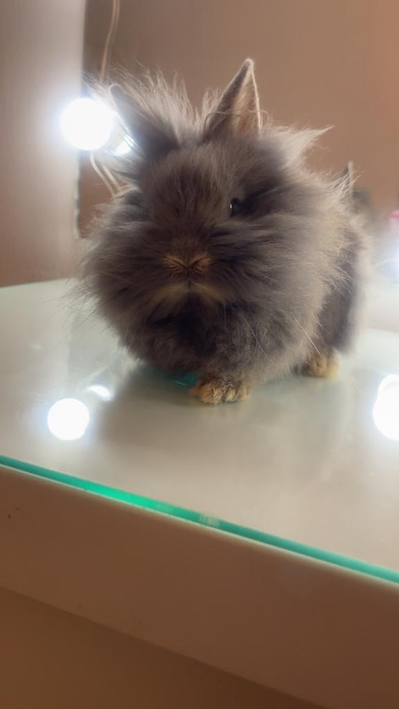 Konijn, Dieren en Toebehoren, Konijnen, Mannelijk, Middelgroot, 0 tot 2 jaar