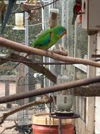 Swift parkiet, Parkiet, Geringd