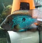 Geophagus brasiliensis, Dieren en Toebehoren, Vissen | Aquariumvissen, Vis