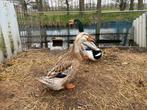 Broedeieren/kuikens Silver Appleyard (groot), Geslacht onbekend, Eend