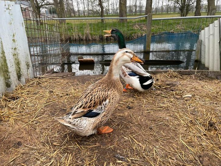Broedeieren/kuikens Silver Appleyard (groot), Dieren en Toebehoren, Pluimvee, Eend, Geslacht onbekend