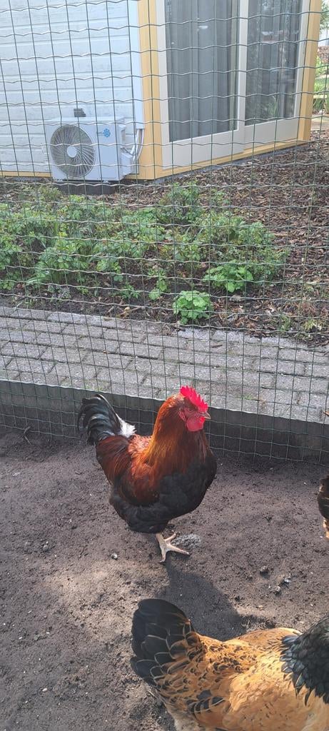 welsum haan, Dieren en Toebehoren, Pluimvee, Mannelijk, Kip