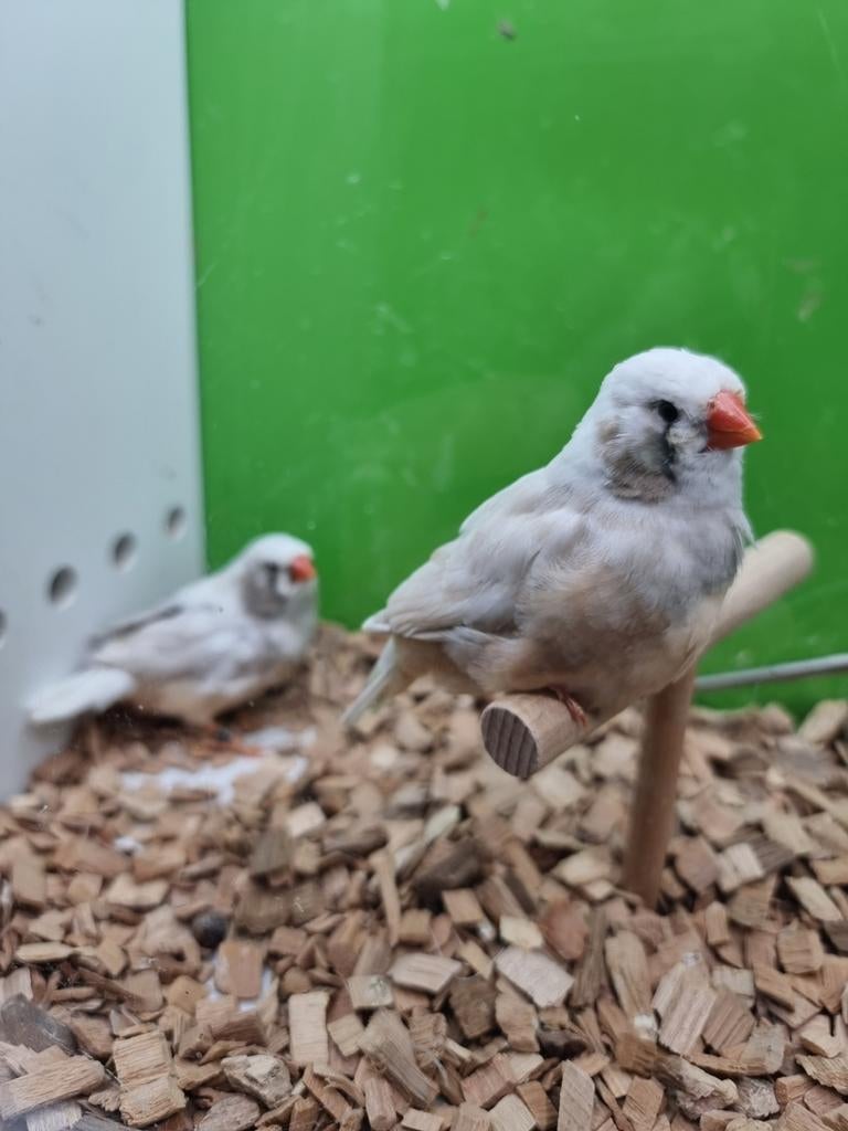 Te koop 2 poppen zebravinken wang split charcoal, Vrouwelijk