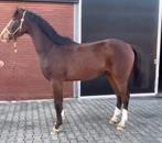 Bloedmooie 3 jarige ruin, Dieren en Toebehoren, Springpaard, Met stamboom, Ruin, 3 tot 6 jaar