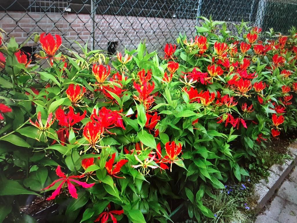 Gloriosa knollen, Ophalen of Verzenden, Volle zon, Knol
