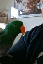 Super tamme Edel papagaai met kooi, Mannelijk, Papegaai, Tam