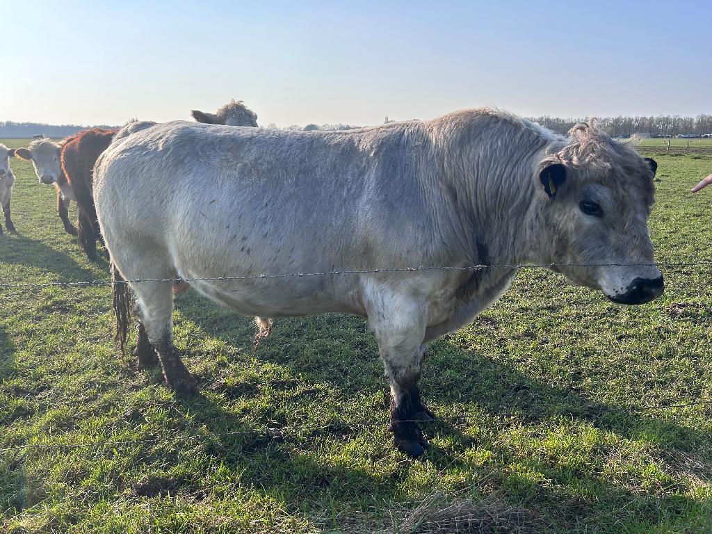 100% speckle park 3 jarige (dek) stier, Mannelijk, 3 tot 6 jaar