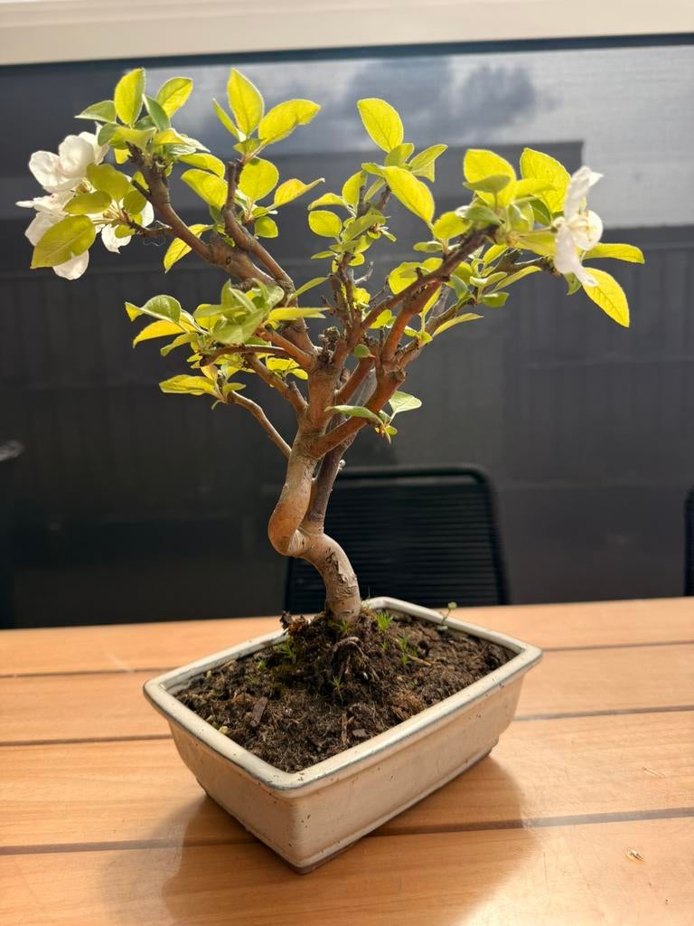 Malus appelboom bonsai, Tuin en Terras, Planten | Bomen, Lente, Minder dan 100 cm, Volle zon, In pot