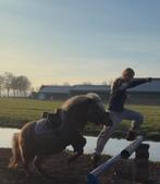 zadel gezocht voor shetlander met spoed, Ophalen of Verzenden