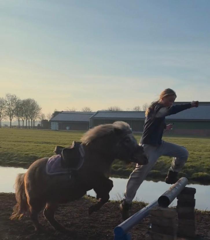 zadel gezocht voor shetlander met spoed, Hobby en Vrije tijd, Overige Hobby en Vrije tijd, Ophalen of Verzenden