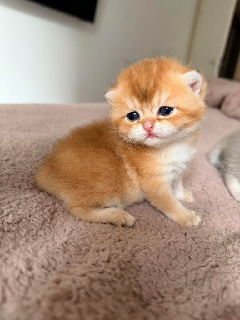 Raszuiver brits korthaar kittens super mooi!, Dieren en Toebehoren, Meerdere dieren, Ontwormd
