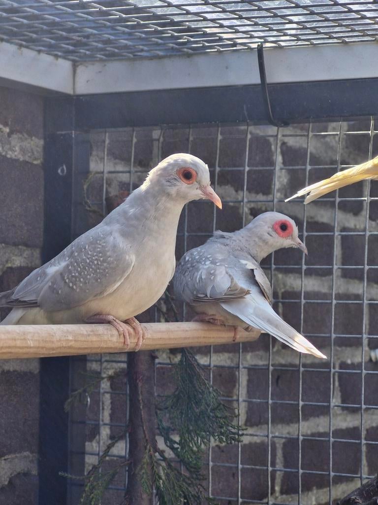 Koppel diamantduiven, Meerdere dieren, Overige soorten