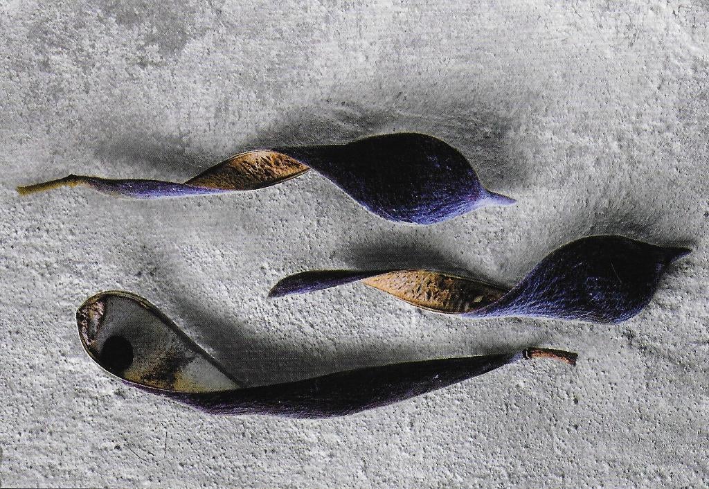 Ongelopen Ansichtkaart Wisteria blauwe regen B4015, Ophalen of Verzenden, 1980 tot heden, Ongelopen