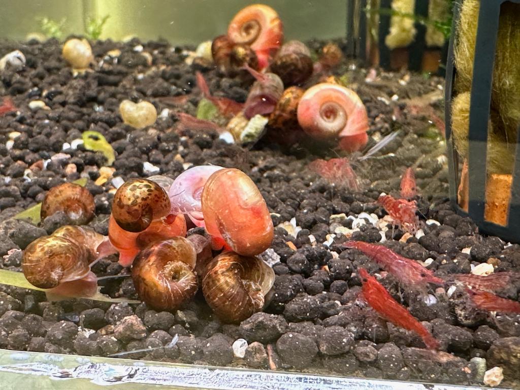 Ramshoorn slakken, Dieren en Toebehoren, Slak of Weekdier, Zoetwatervis